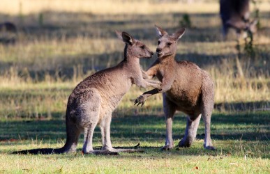 Kangoeroes in Australië
